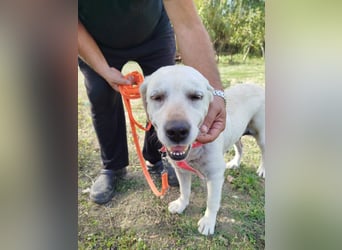 Molly,geb.03/19,Labrador Mix Mädel sucht ihre Familie