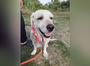 Molly,geb.03/19,Labrador Mix Mädel sucht ihre Familie
