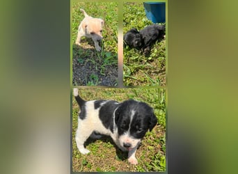 4 hübsche Mischlingswelpen