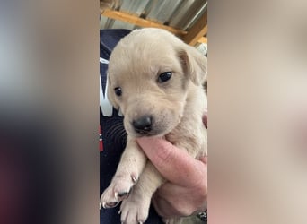 4 hübsche Mischlingswelpen