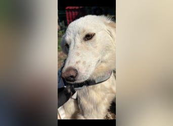 Snowy, junge Mischlingshündin