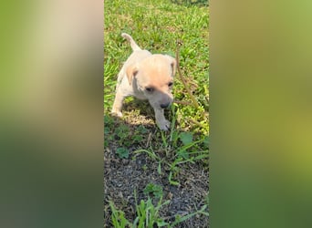 4 hübsche Mischlingswelpen