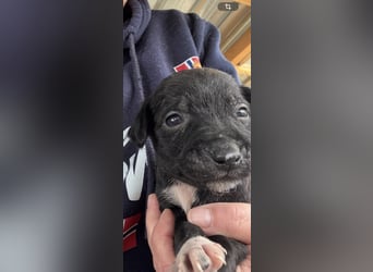 4 hübsche Mischlingswelpen