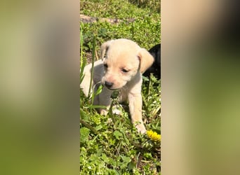 4 hübsche Mischlingswelpen