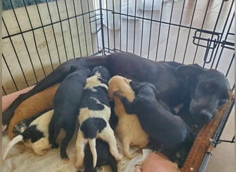 4 hübsche Mischlingswelpen