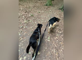 Nuts, tolle Mischlingshündin