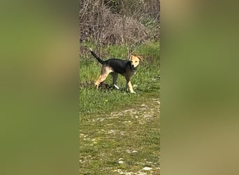 Sina, junge Mischlingshündin