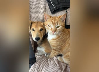 Sina, junge Mischlingshündin