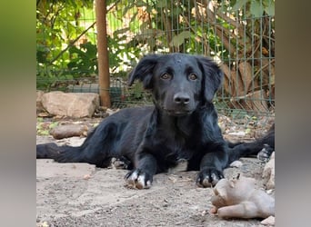 Unsere Welpen und Junghunde