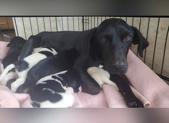 4 hübsche Mischlingswelpen