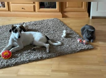 Unsere Welpen und Junghunde