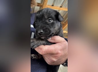 4 hübsche Mischlingswelpen