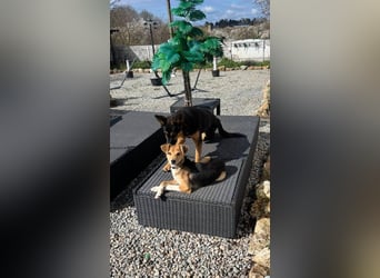 Sina, junge Mischlingshündin