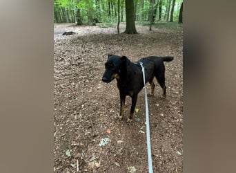 Nuts, tolle Mischlingshündin