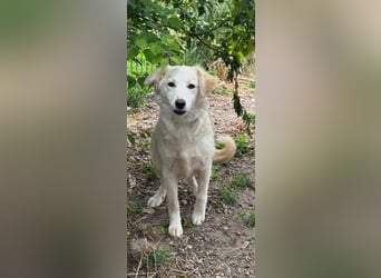 Snowy, junge Mischlingshündin