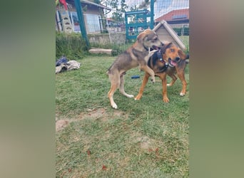 Balu, traumhafter Mischlingsrüde
