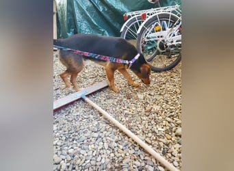 Balu, traumhafter Mischlingsrüde