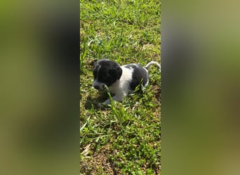 2 hübsche Mischlingswelpen