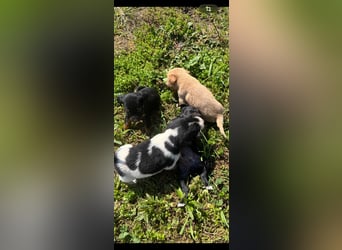 4 hübsche Mischlingswelpen