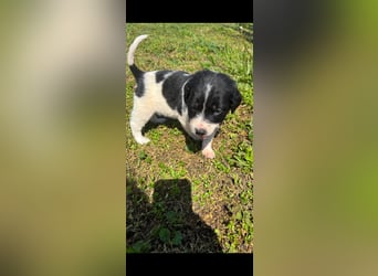 4 hübsche Mischlingswelpen