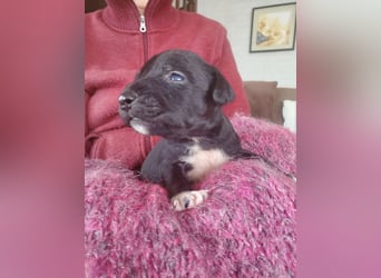 4 hübsche Mischlingswelpen