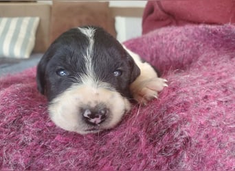 4 hübsche Mischlingswelpen