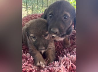 Unsere Welpen und Junghunde