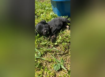 4 hübsche Mischlingswelpen