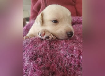 4 hübsche Mischlingswelpen