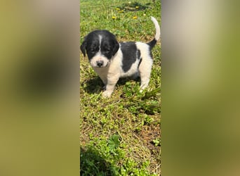 4 hübsche Mischlingswelpen