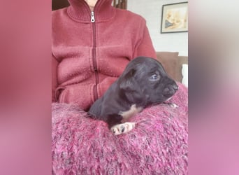 4 hübsche Mischlingswelpen