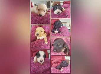 4 hübsche Mischlingswelpen