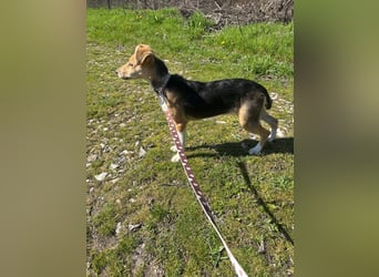 Sina, junge Mischlingshündin