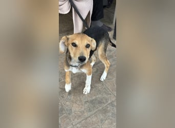 Sina, junge Mischlingshündin