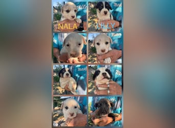 Unsere 11er Welpen ❤️
