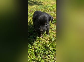 4 hübsche Mischlingswelpen