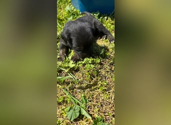 2 hübsche Mischlingswelpen