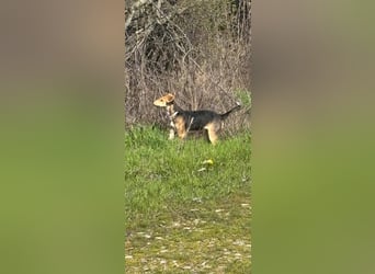 Sina, junge Mischlingshündin