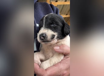 4 hübsche Mischlingswelpen