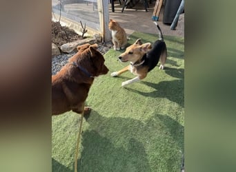 Sina, junge Mischlingshündin