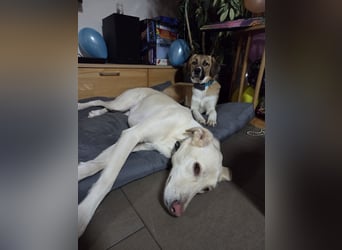 Ronja - zarte Räubertochter mit mutigen Herz