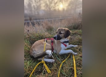 Ronja - zarte Räubertochter mit mutigen Herz