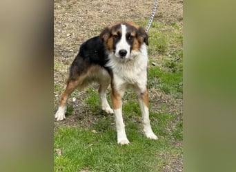 Charlie: Dein neuer Kuschelfreund