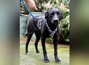 Fritzi: Cleveres Herz auf vier Pfoten