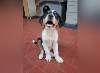 Herziges Hundekind Thea