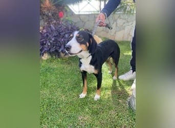 Lilla ist ein ruhiger und anhänglicher Schatz