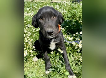 Penny: Drolliges Labbi-Mix-Welpi