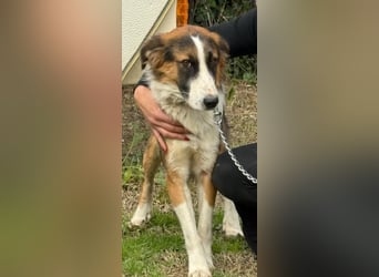 Charlie: Dein neuer Kuschelfreund