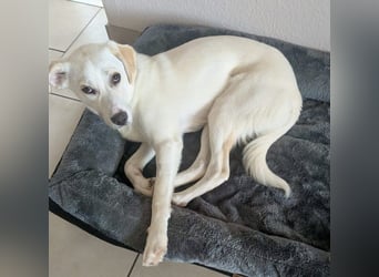 Mylo = Goldschatz