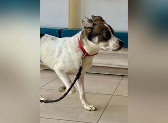 Goldiger Roulis ist ein Herzenshund